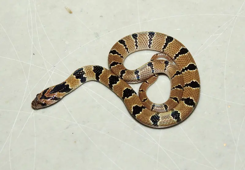 Banded kukri snake coiled on a pale surface, light brown with evenly spaced black crossbands.