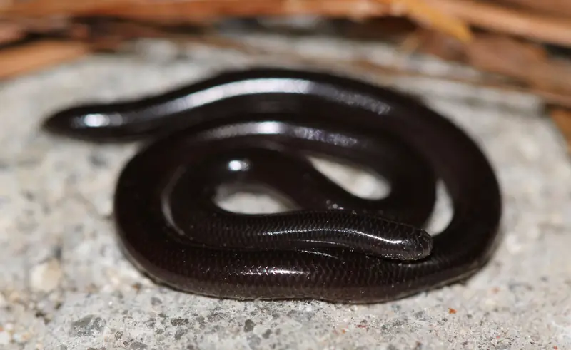 Brahminy blind snake coiled on stone, a tiny shiny black snake that looks like an earthworm.
