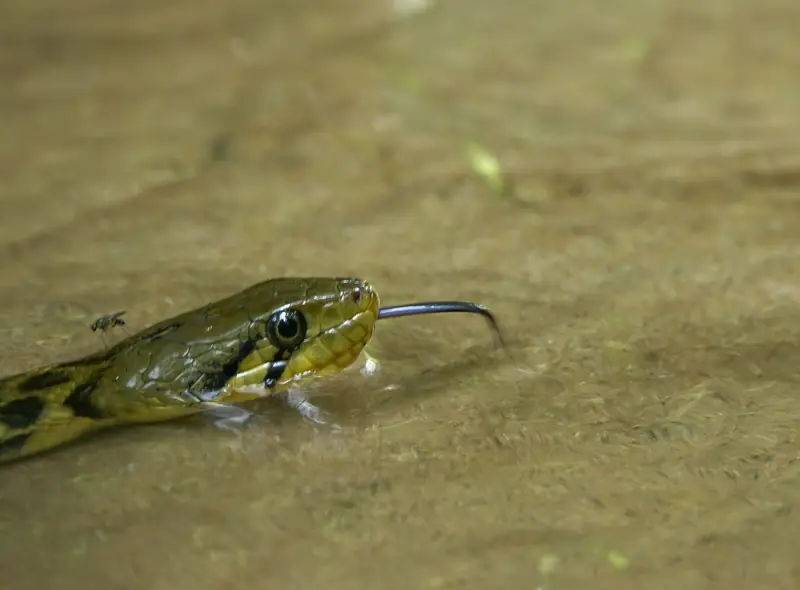 Checkered keelback at the water's edge, showing dark streaks below the eye and a checkerboard pattern on its body.