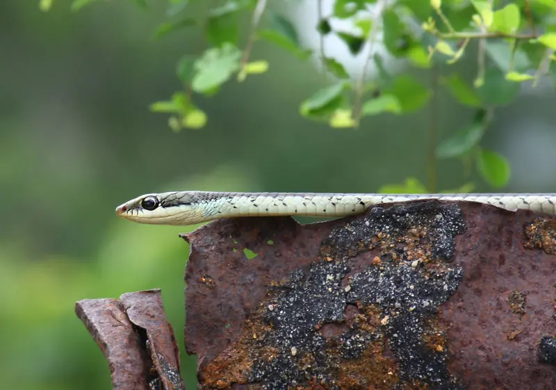 Common bronzeback stretched along a rusty post, its slender bronze back and pale side stripe visible.