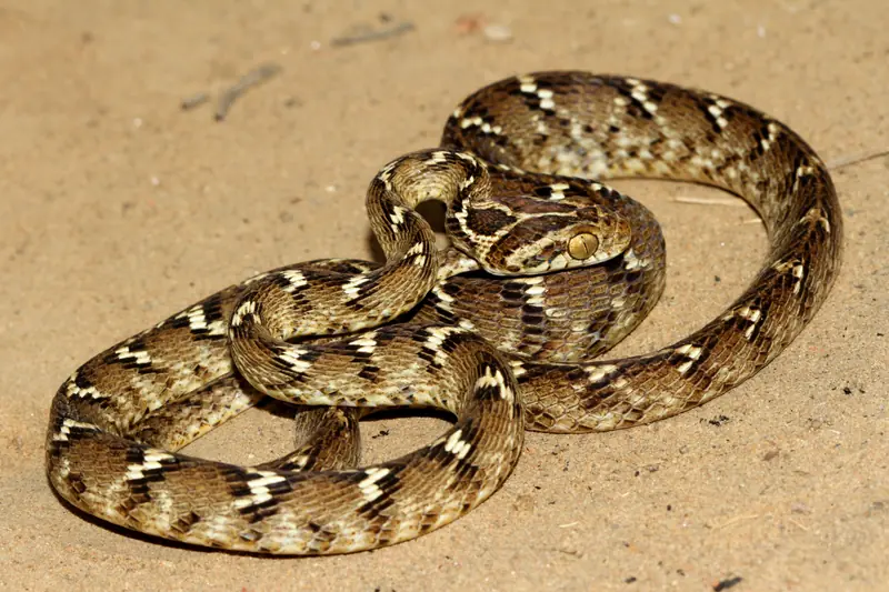 Common cat snake coiled on sand, its back patterned with black-edged pale zig-zags.