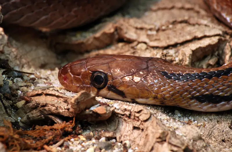 Common trinket snake on bark, showing the black line behind its eye and the chain pattern on its neck.