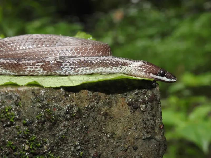 Common wolf snake stretched along a leaf, its brown body crossed by thin pale bands.