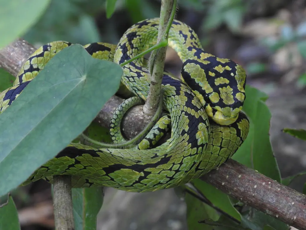 A Sri Lankan green pit viper coiled on a branch in the Sinharaja rainforest, its yellow-green and black scales in sharp focus.