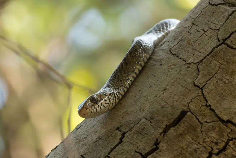 Oriental rat snake resting its head on a tree trunk, showing its large round eye and olive-brown scales.