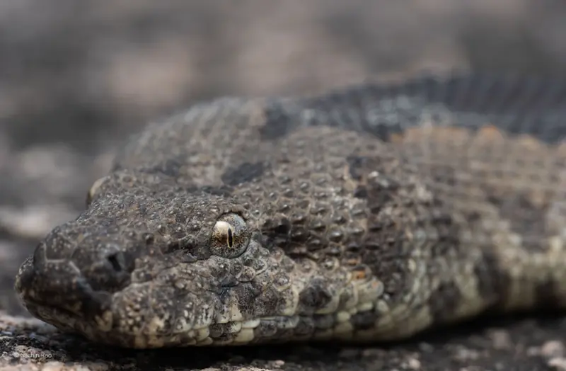 Close-up of a rough-tailed sand boa's small head and blotched, keeled scales.