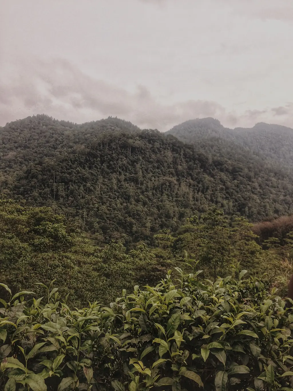 Forested hills of the Sinharaja rainforest under low cloud.